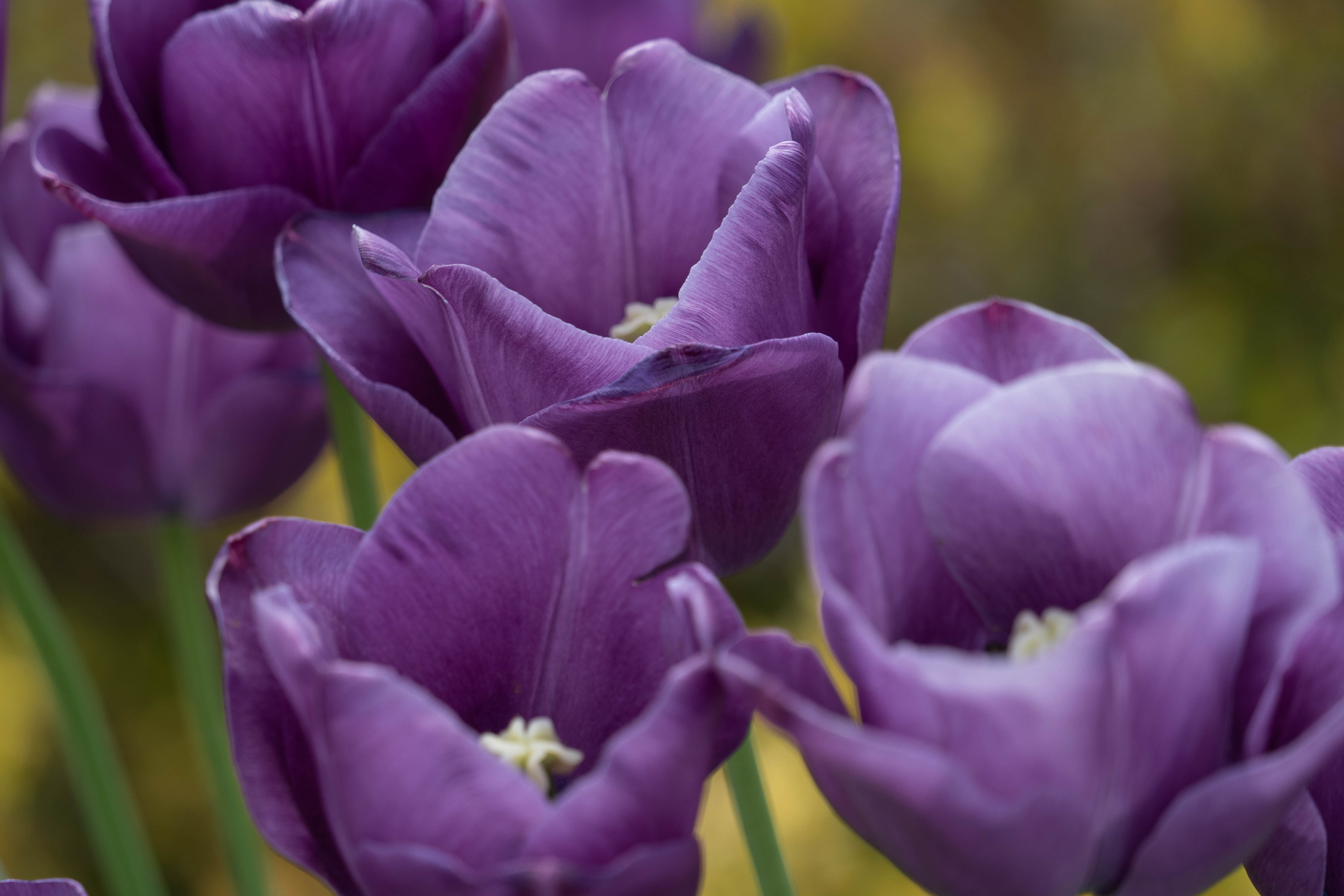 チューリップ　紫水晶（Tulip Murasakisuisho）