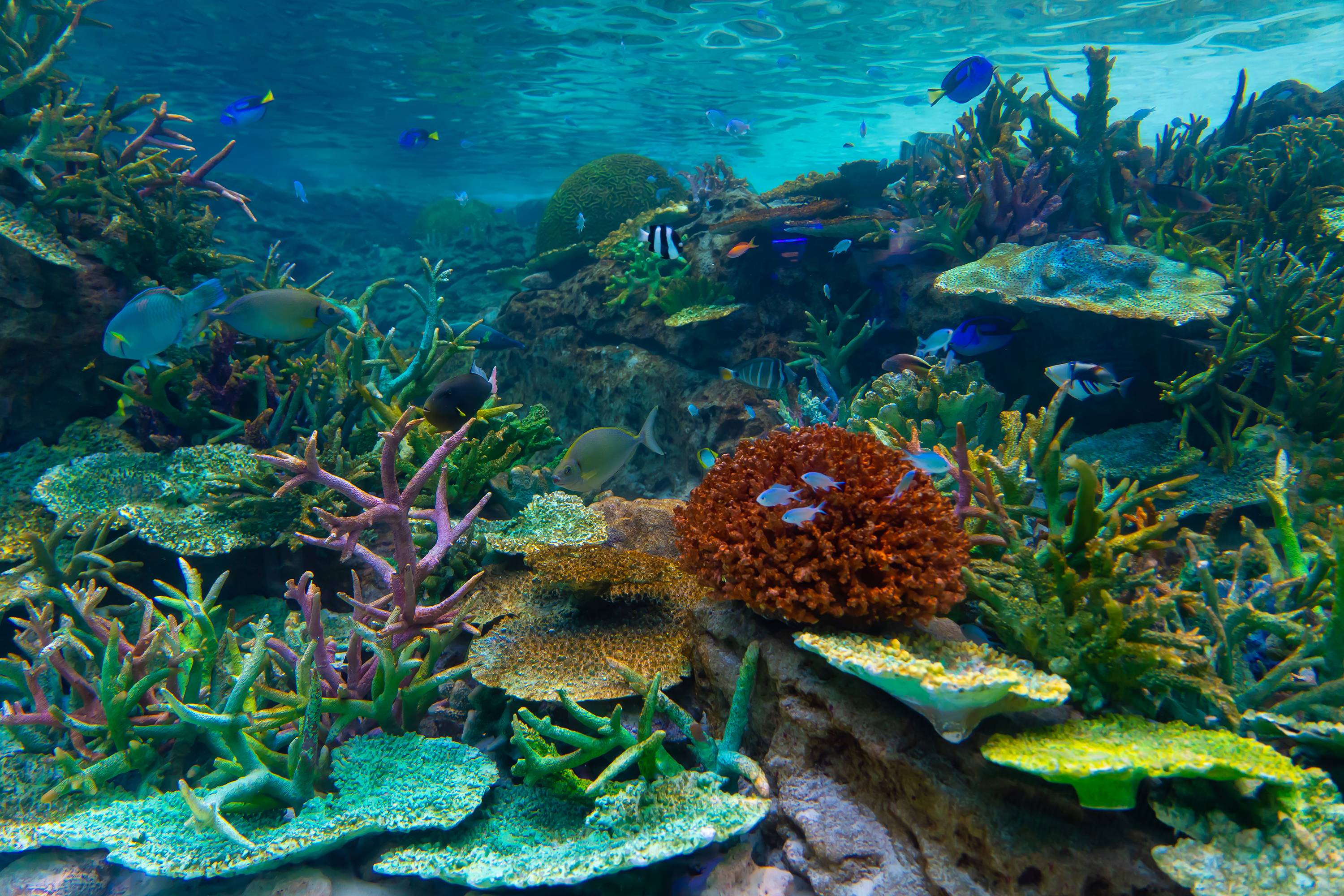 サンゴ礁大水槽