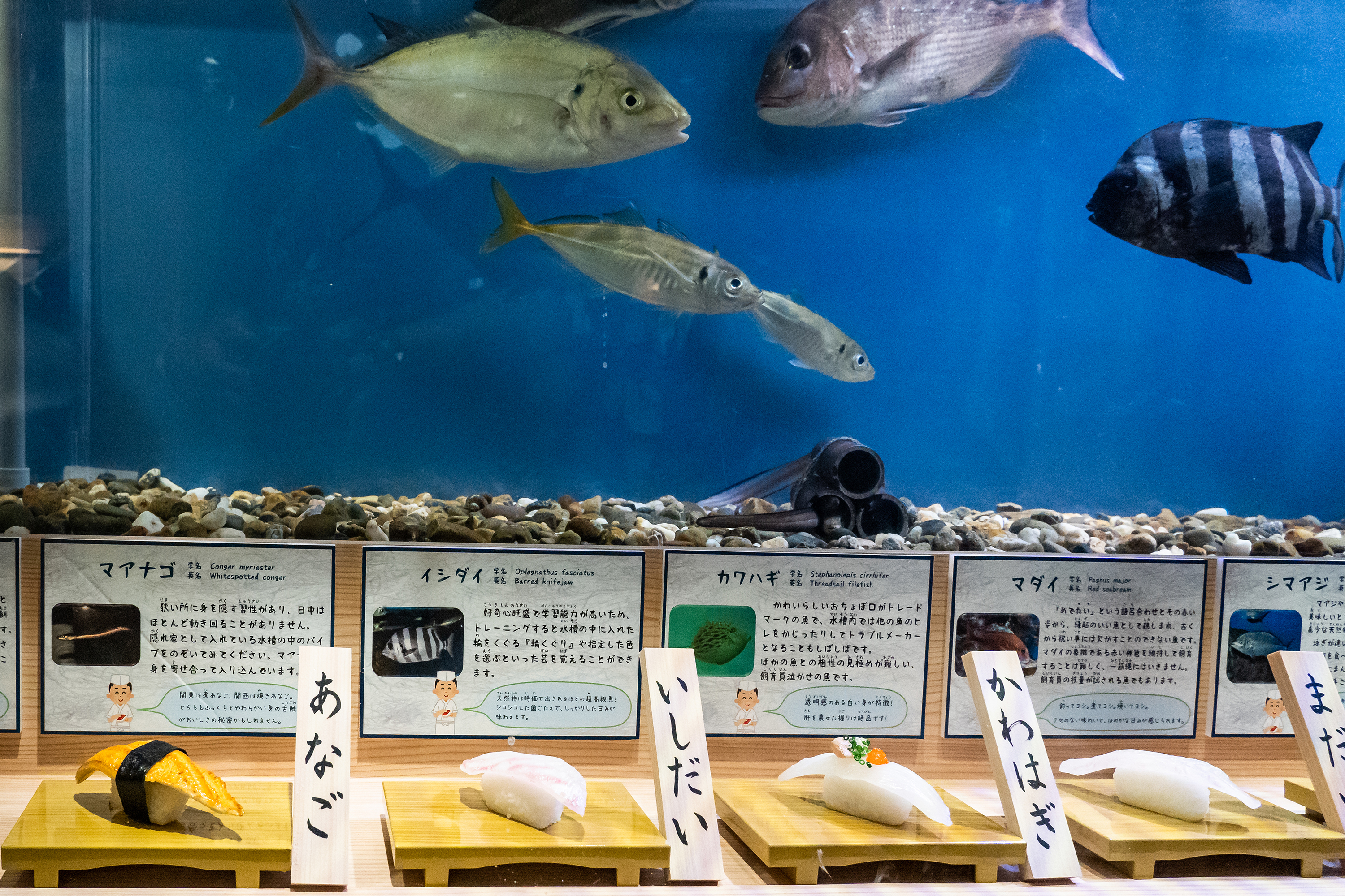 寿司ネタ大集合　～水族館が斬る！寿司のいろいろ～