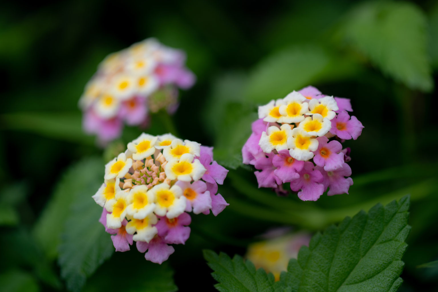 ランタナ（Lantana）6月7月に咲く小さな紫陽花のような花 ふぉとログらふぃ