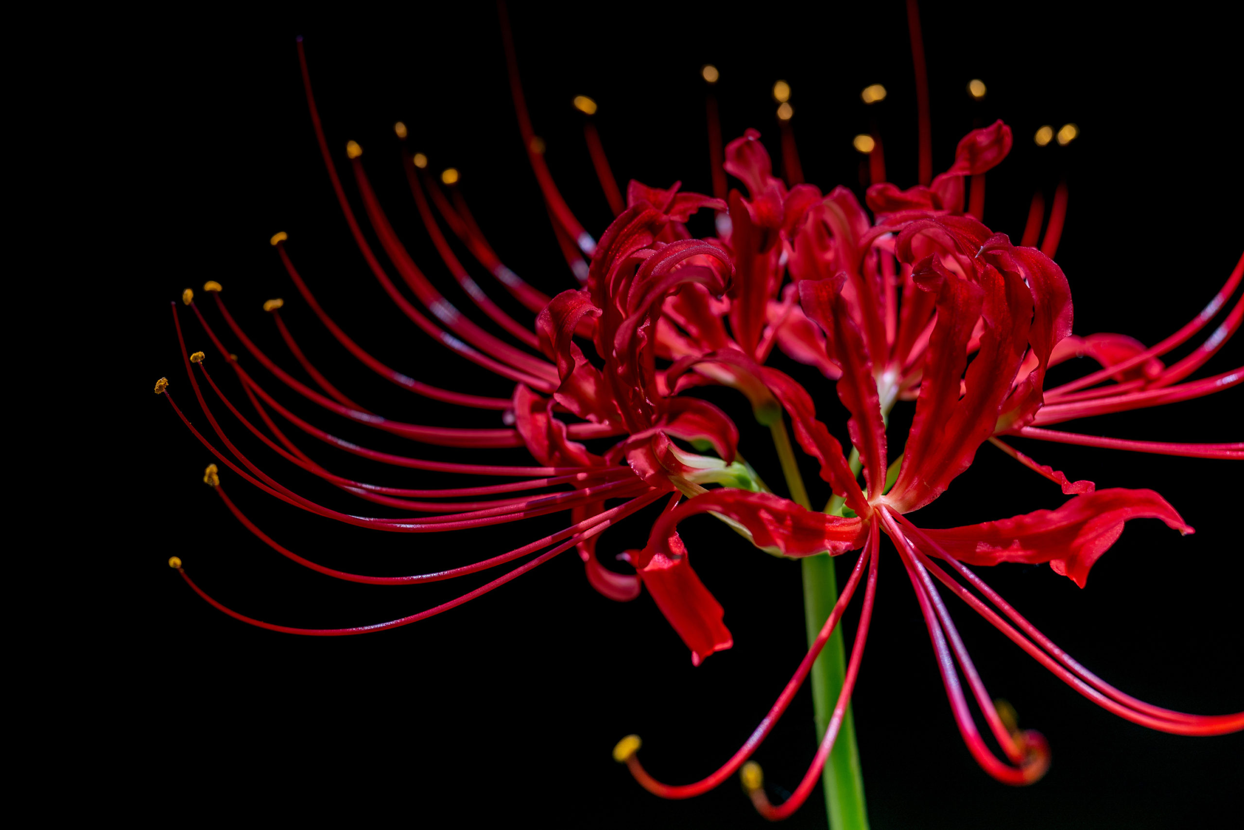 ヒガンバナ「彼岸花」（Red spider lily）マクロ