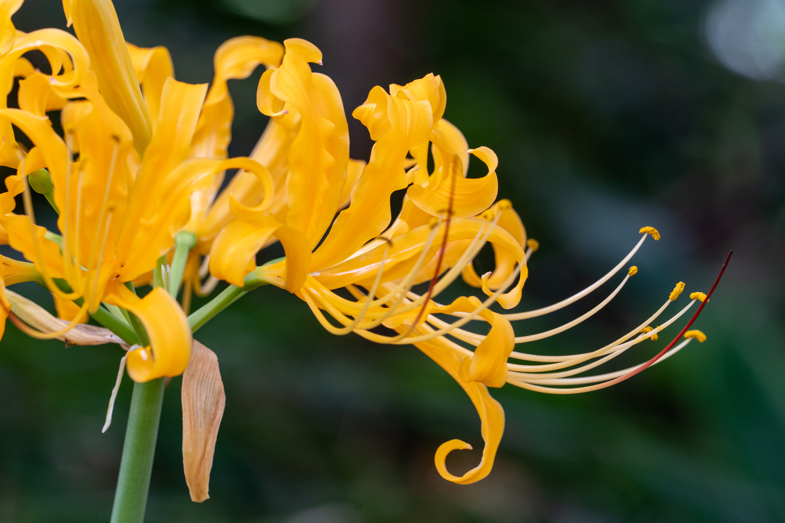 ショウキズイセン「鍾馗水仙」（Golden spider lily）マクロ