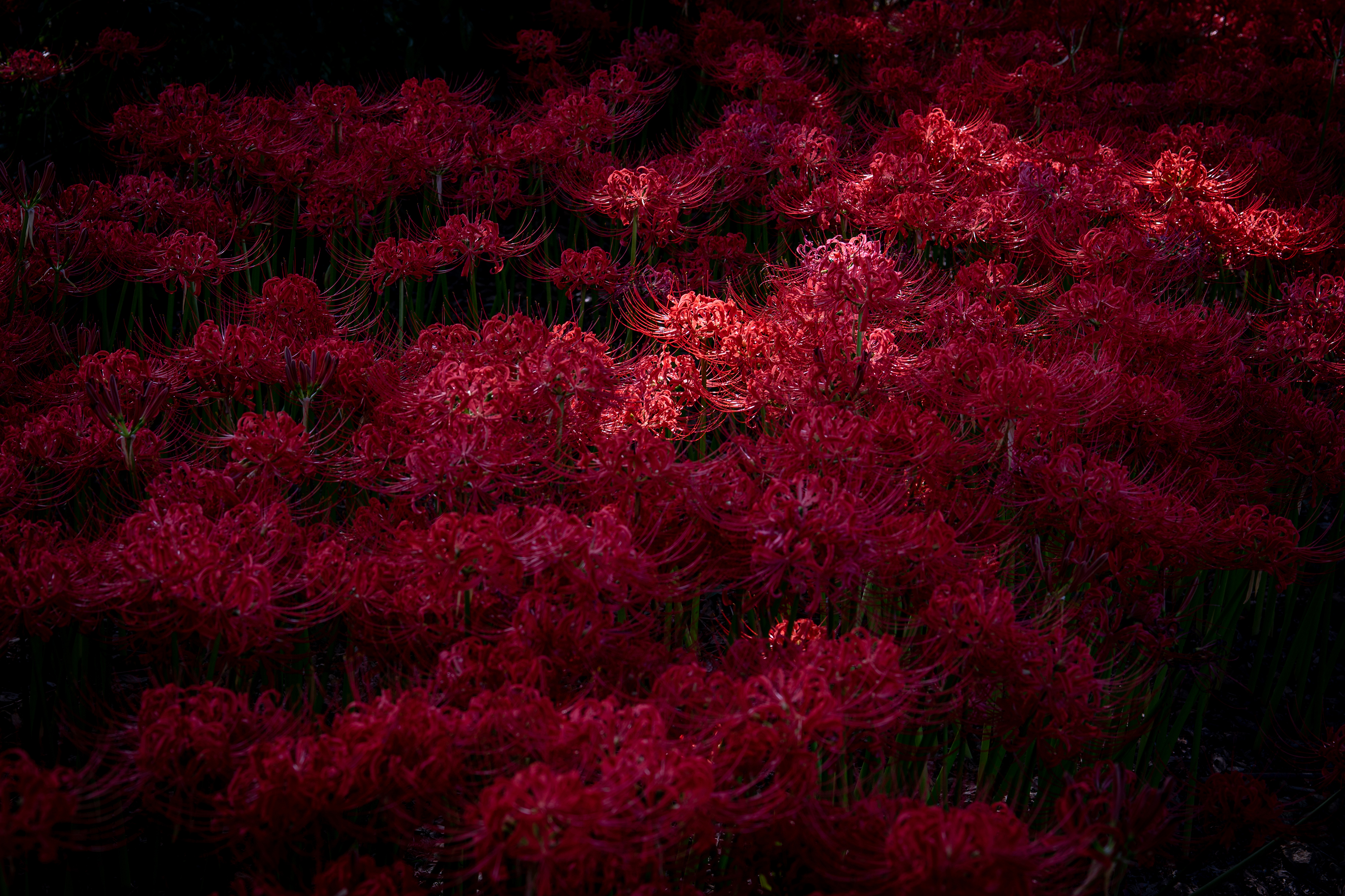 ヒガンバナ「彼岸花」（Red spider lily）中景