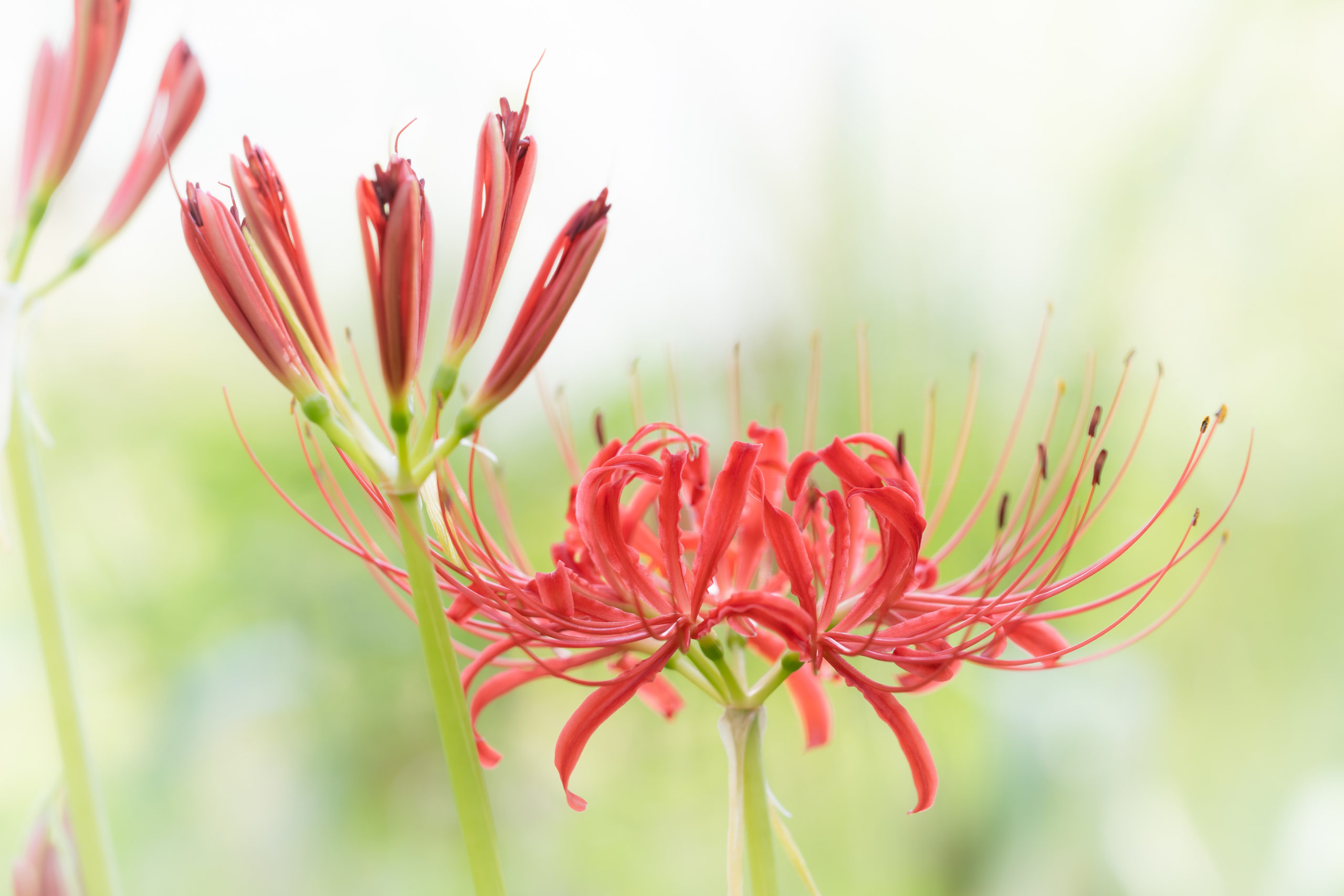ヒガンバナ「彼岸花」（Red spider lily）近景ハイキーソフト