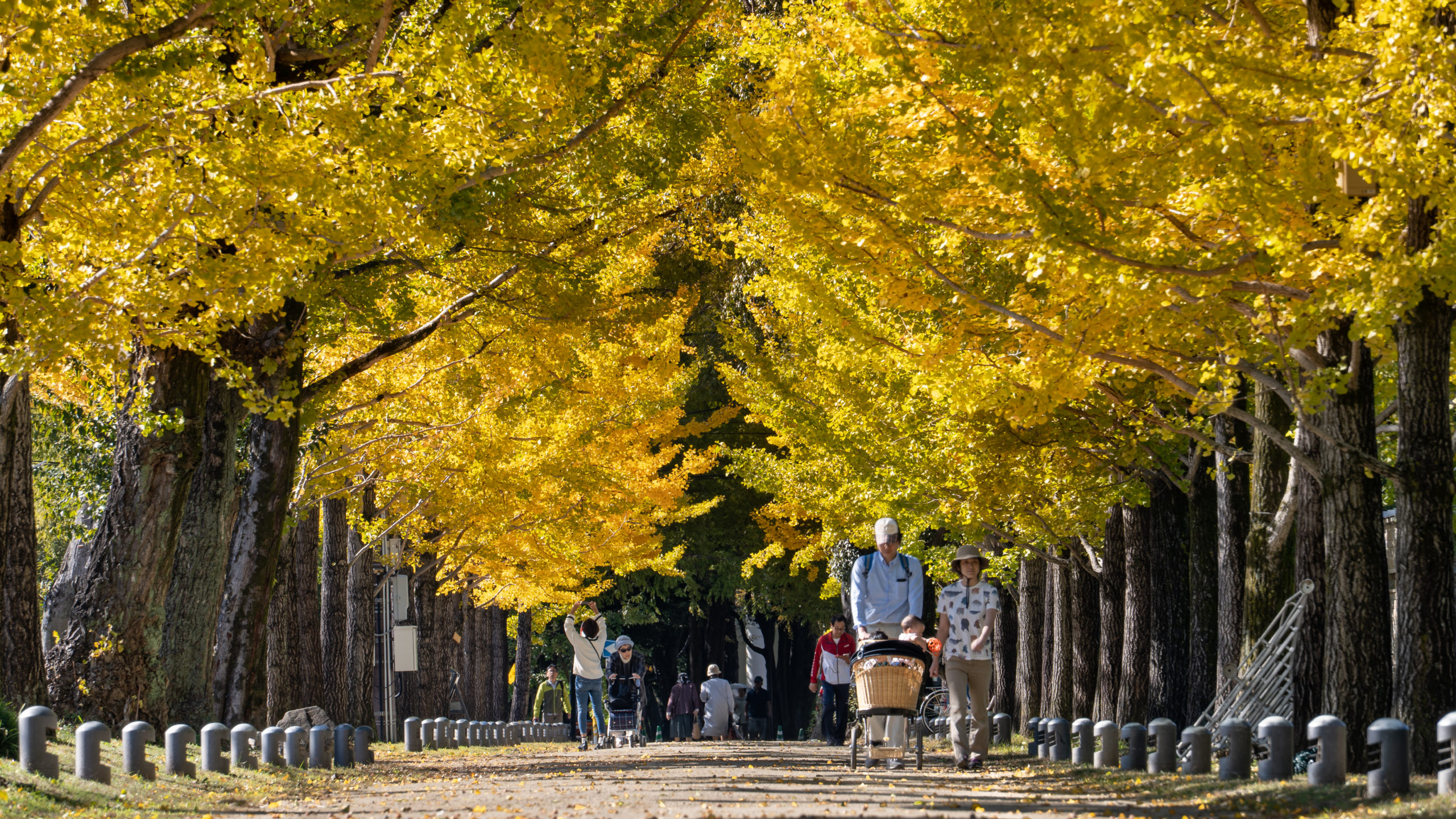 Rows-of-golden-yellow-ginkgo-trees