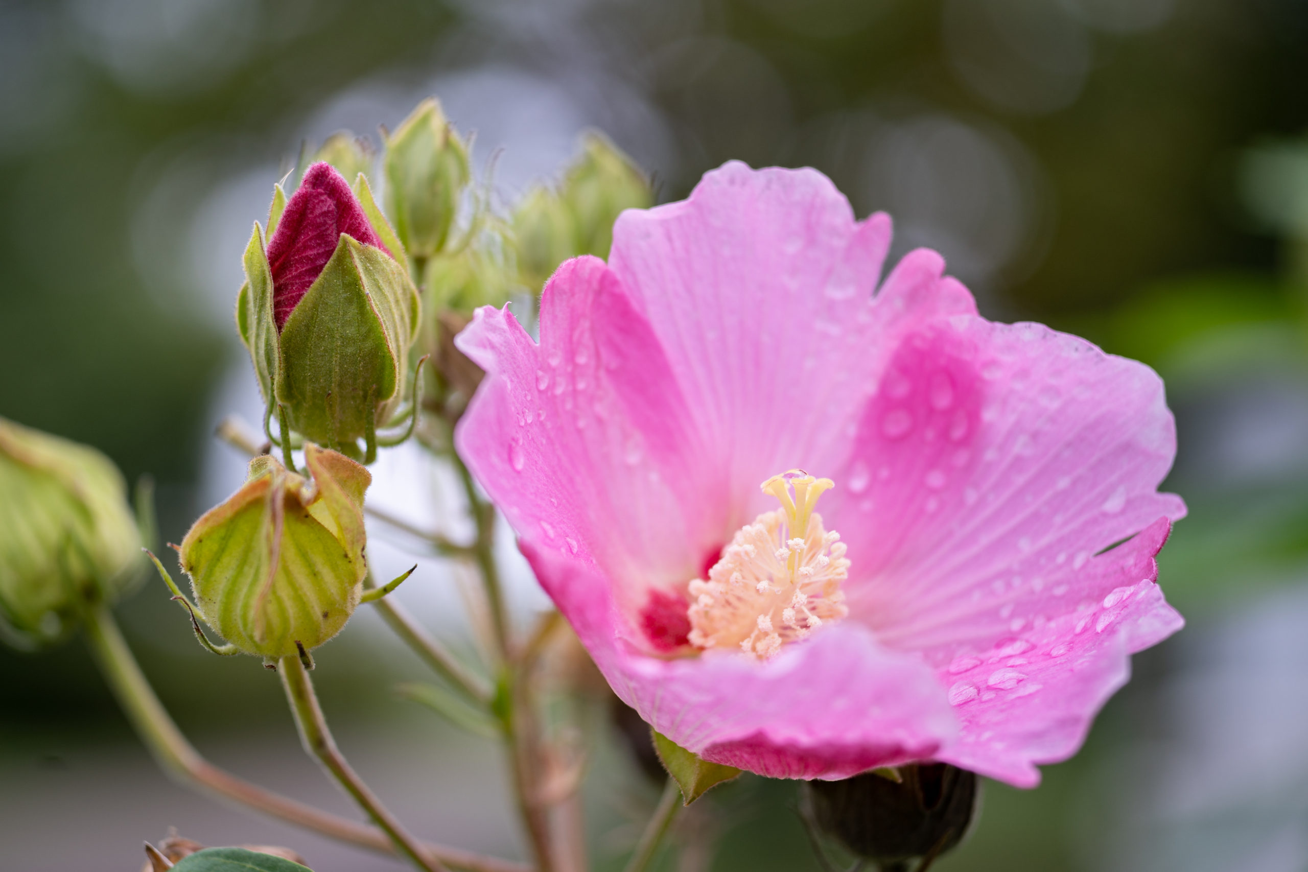 Cotton rose 芙蓉