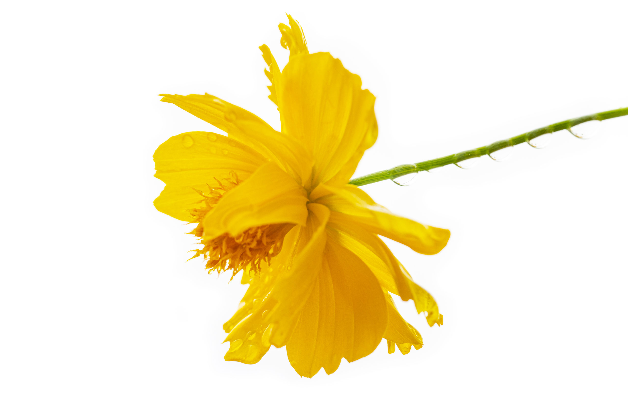 Golden Cosmos