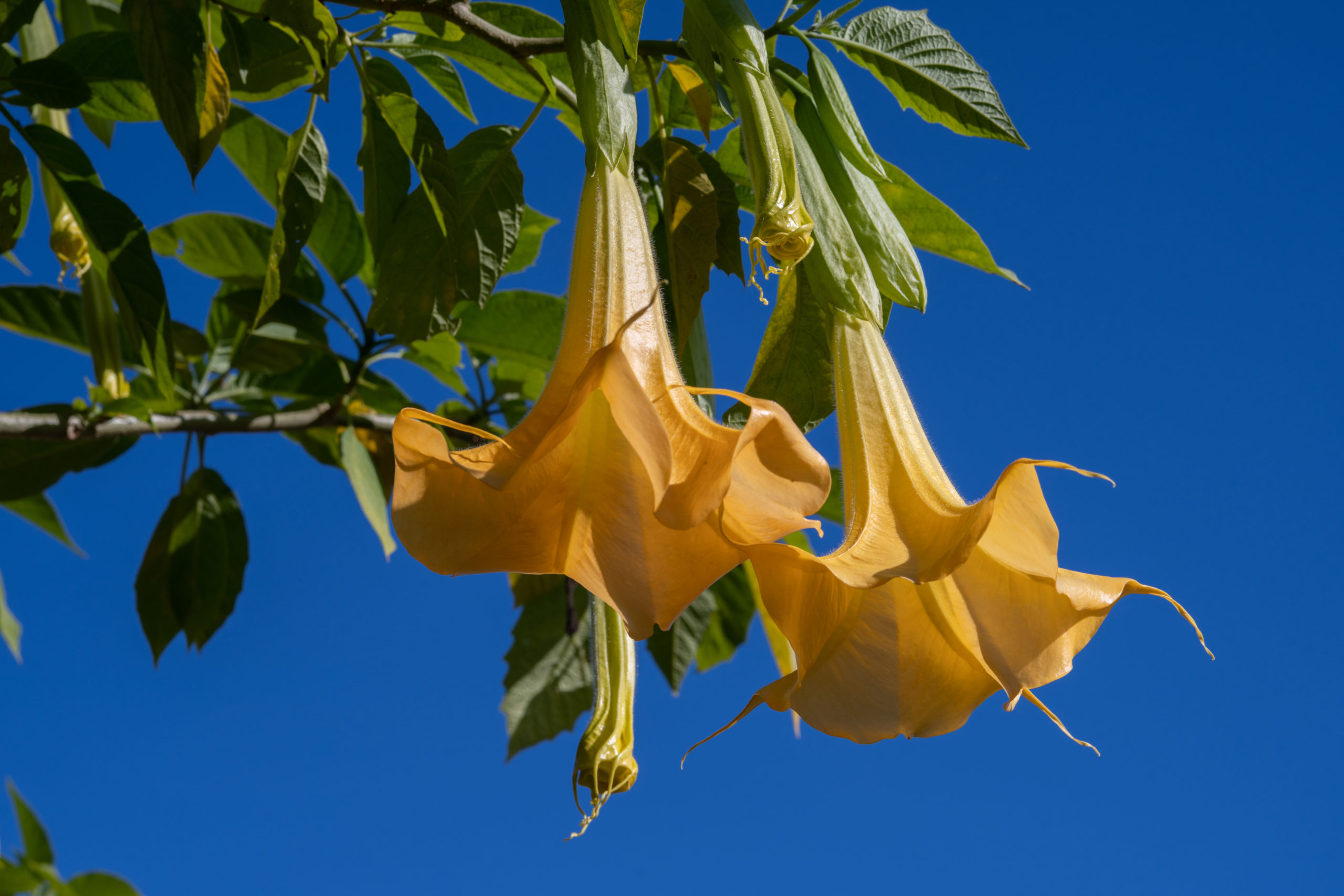 Angel's trumpet キダチチョウセンアサガオ