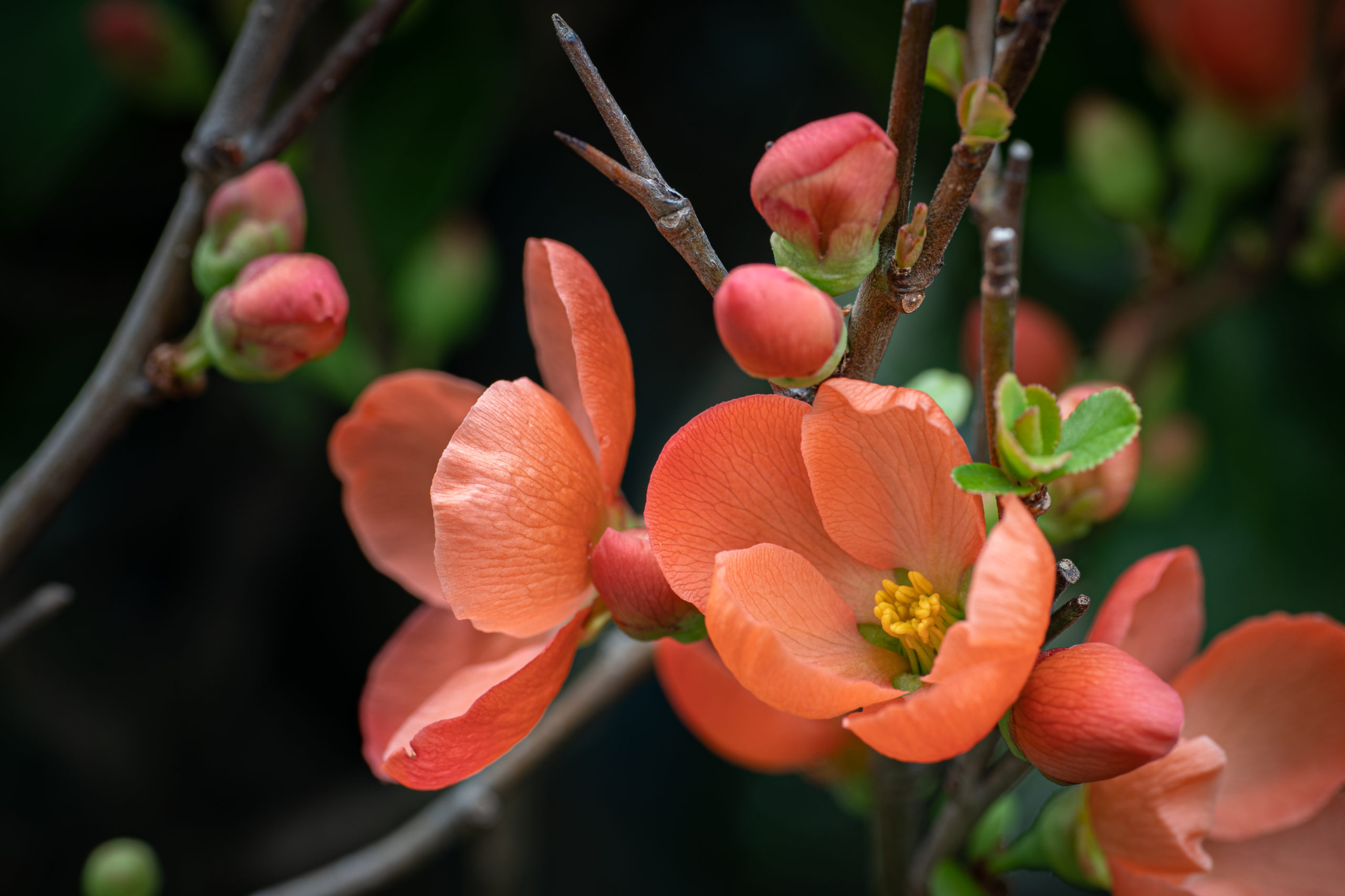 Japanese quince ボケ
