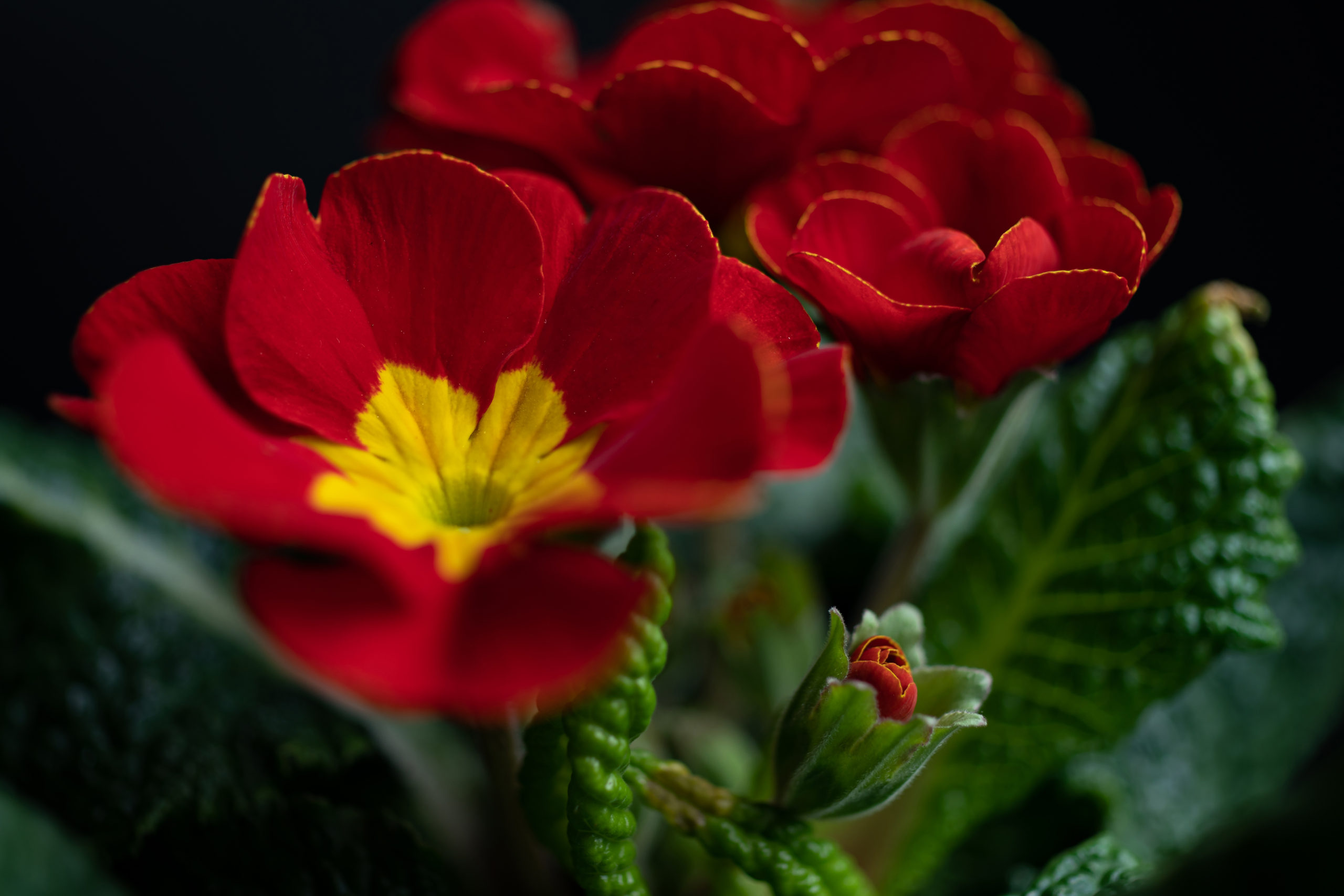 Polyanthus primrose プリムラ・ポリアンサ