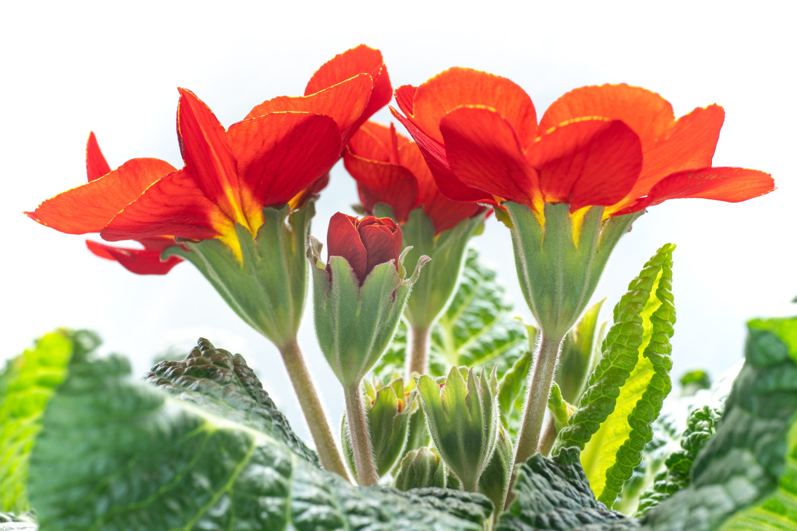 Polyanthus primrose プリムラ・ポリアンサ ハイキー