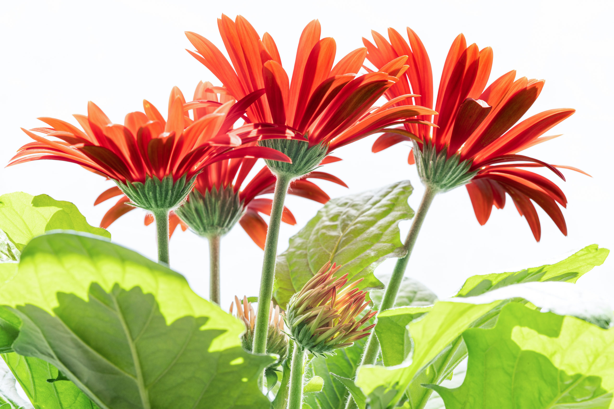 ガーベラ(Gerbera)ハイーキー
