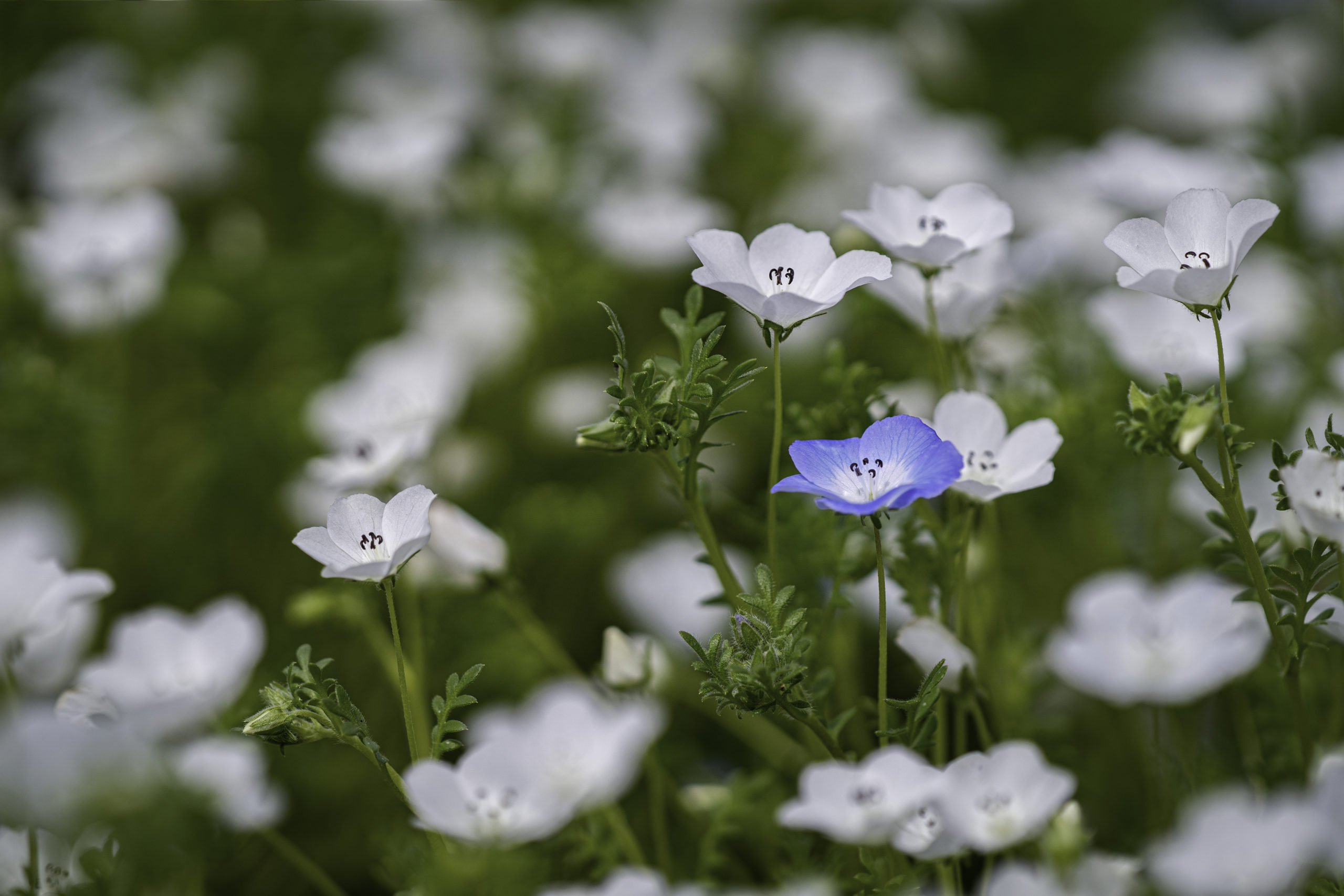 ネモフィラ Nemophila 4月に咲く美しい水色の花 ふぉとログらふぃ