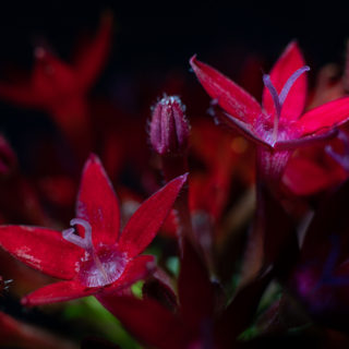 花 ふぉとログらふぃ