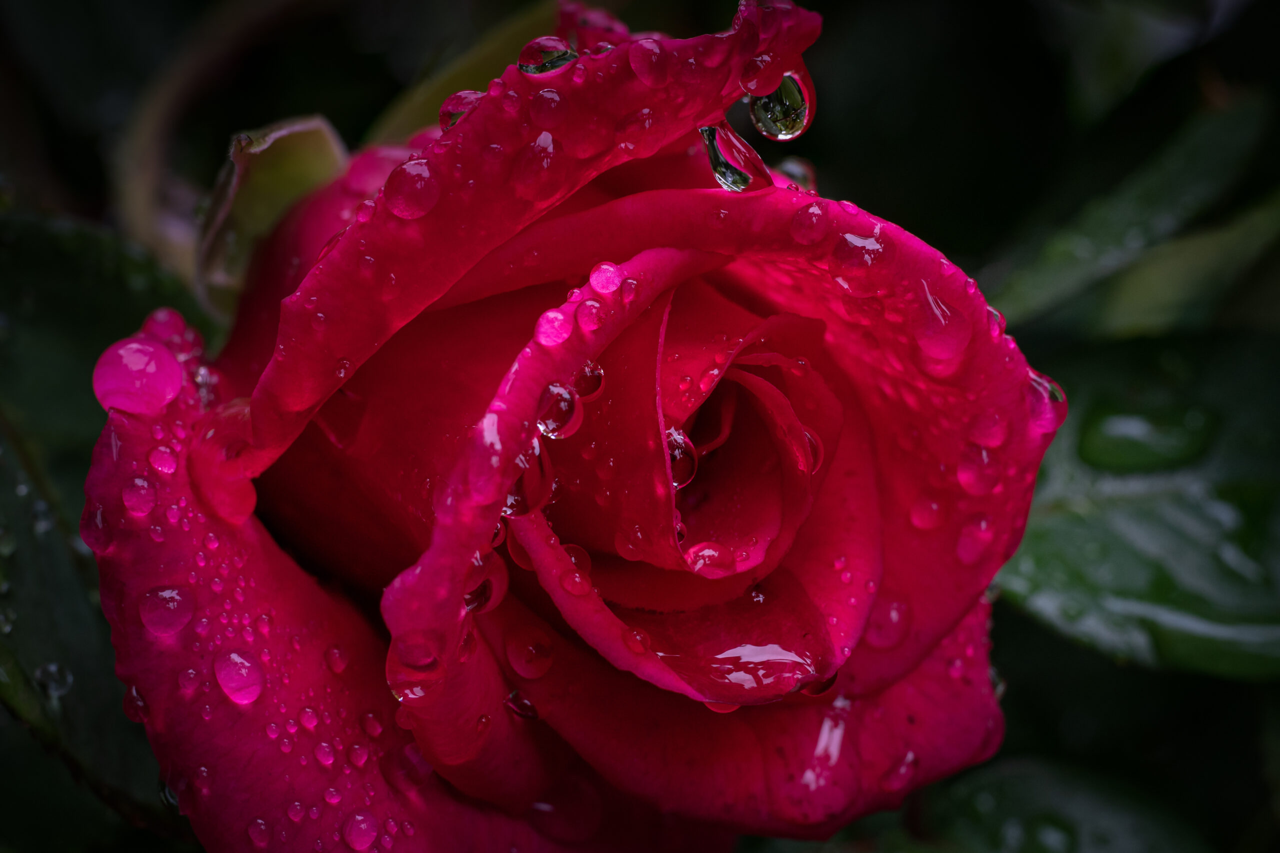 バラ（rose）雨中の薔薇