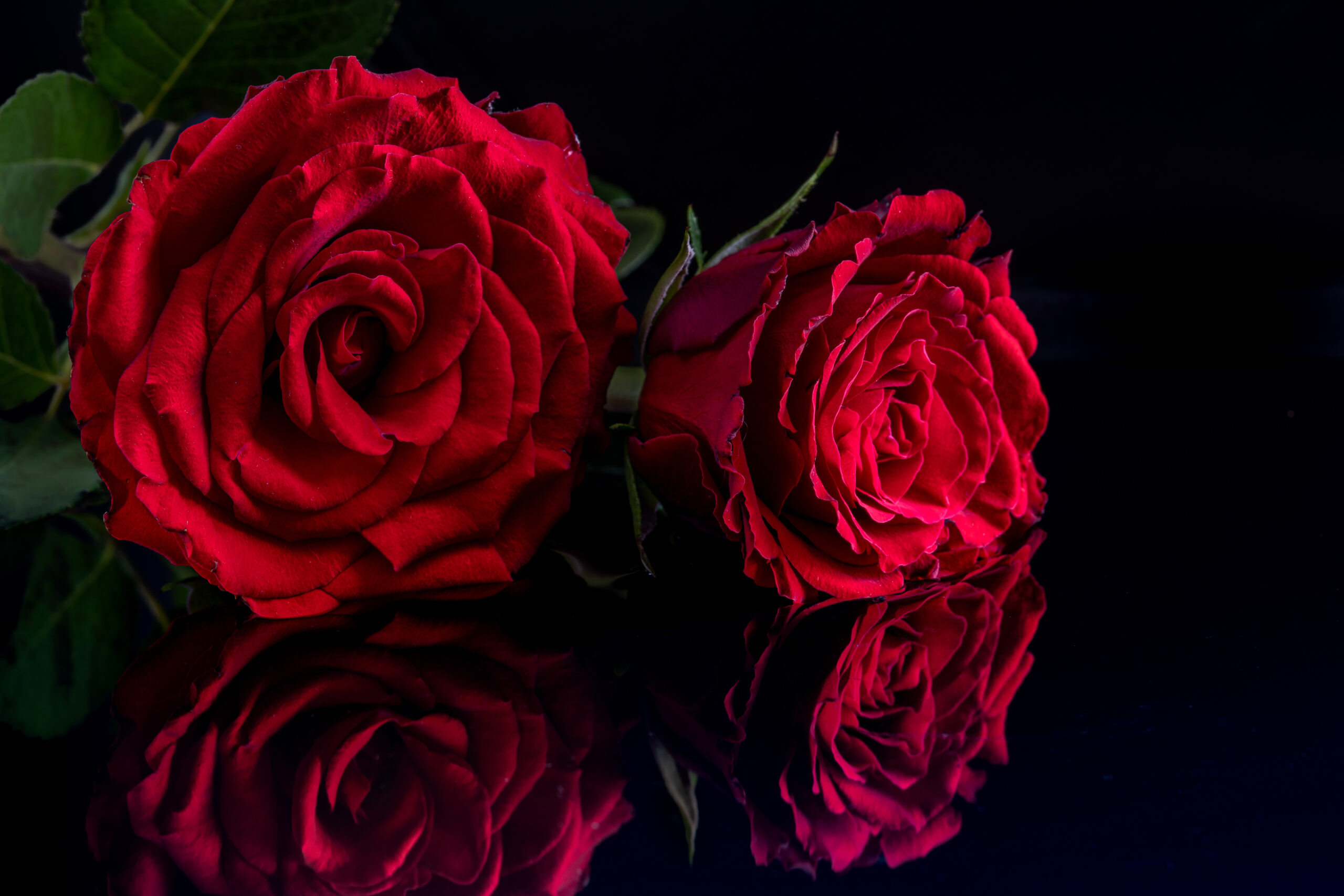 Reflection of red roses
